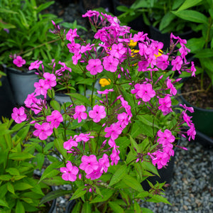Cloudburst Phlox