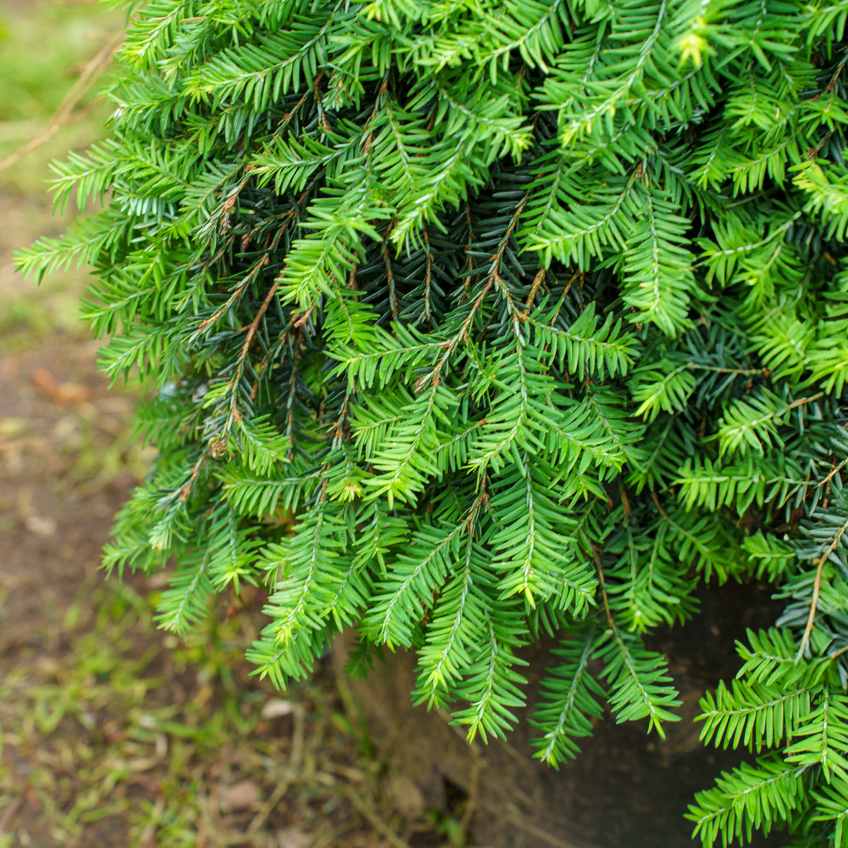 Cole's Prostrate Canadian Hemlock – Plant Detectives