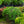 Load image into Gallery viewer, Cole's Prostrate Canadian Hemlock