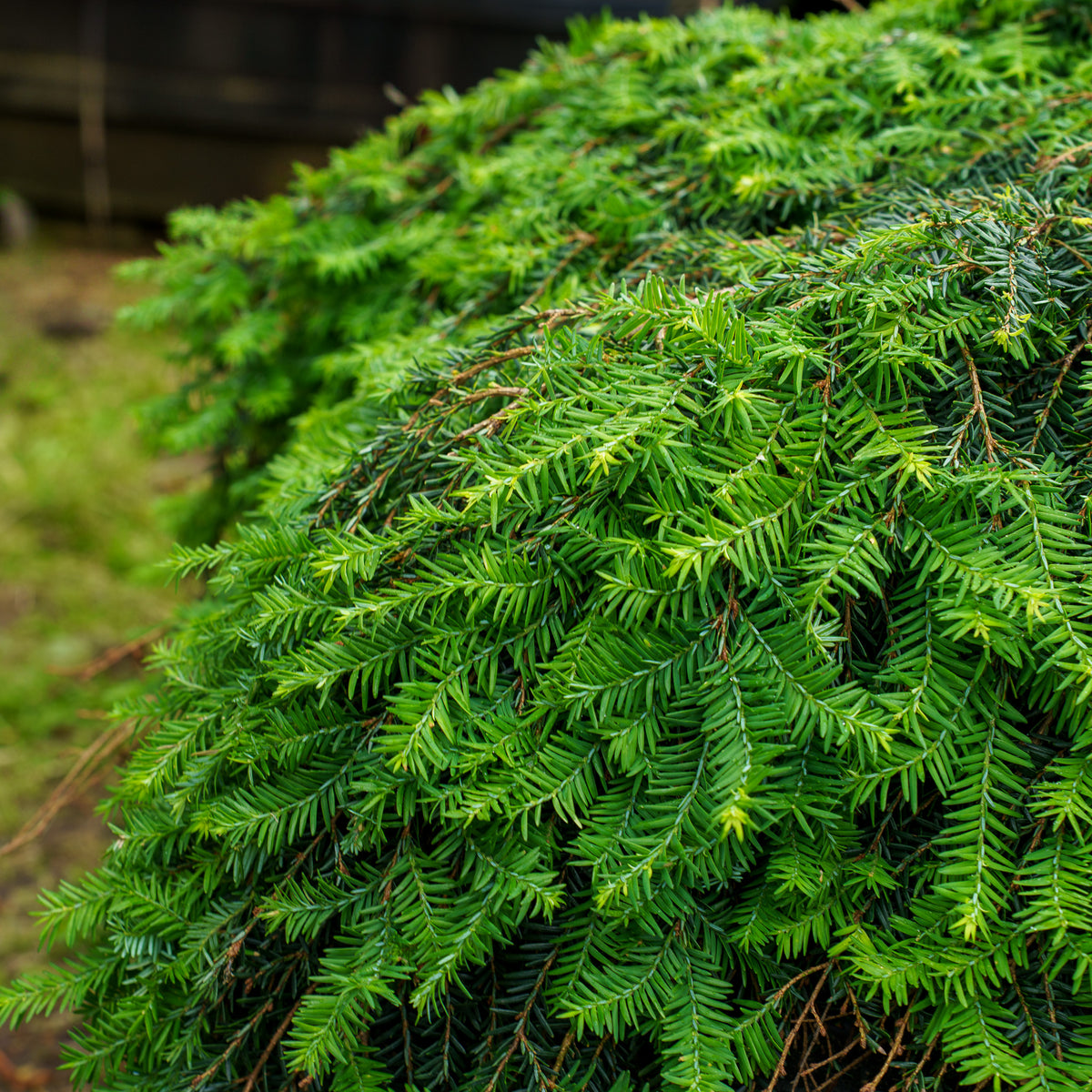 Cole's Prostrate Canadian Hemlock – Plant Detectives