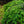 Load image into Gallery viewer, Cole's Prostrate Canadian Hemlock