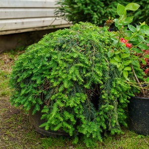 Cole's Prostrate Canadian Hemlock