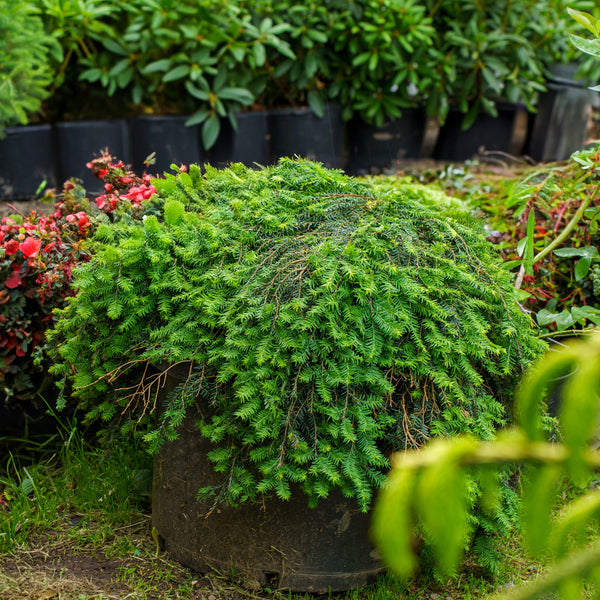 Cole's Prostrate Canadian Hemlock