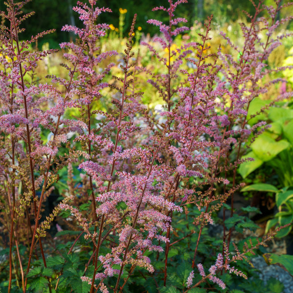 Color Flash Astilbe