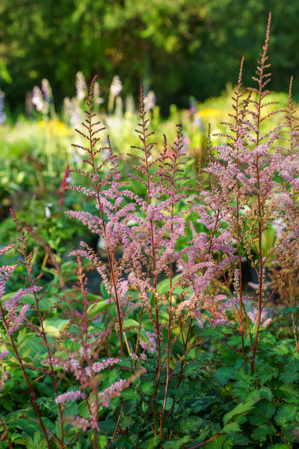 Color Flash Astilbe