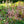 Load image into Gallery viewer, Beauty of Ernst Astilbe