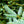 Load image into Gallery viewer, Colorado Spruce