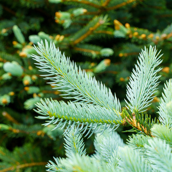 Glauca Colorado Spruce