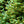 Load image into Gallery viewer, Colorado Spruce