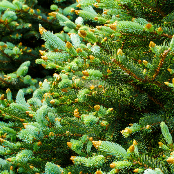 Glauca Colorado Spruce