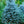 Load image into Gallery viewer, Colorado Spruce