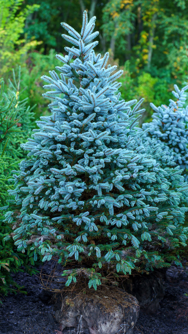 Glauca Colorado Spruce