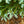 Load image into Gallery viewer, Colorado Spruce