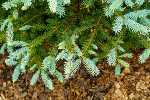 Glauca Colorado Spruce