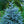 Load image into Gallery viewer, Colorado Spruce