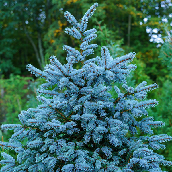 Glauca Colorado Spruce