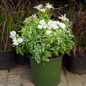Colorita Claressa Peruvian Lily