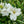Load image into Gallery viewer, Colorita Claressa Peruvian Lily