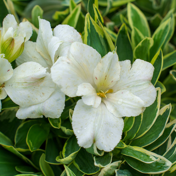 Colorita Claressa Peruvian Lily