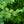 Load image into Gallery viewer, Columnar Blue Atlas Cedar