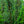 Load image into Gallery viewer, Columnar Blue Atlas Cedar