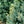 Load image into Gallery viewer, Fastigiata Colorado Spruce
