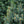 Load image into Gallery viewer, Fastigiata Colorado Spruce