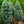 Load image into Gallery viewer, Fastigiata Colorado Spruce