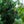 Load image into Gallery viewer, Fastigiata Colorado Spruce