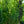 Load image into Gallery viewer, Columnar English Oak - Oak - Shade Trees
