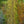Load image into Gallery viewer, Columnar English Oak
