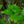 Load image into Gallery viewer, Columnar English Oak - Oak - Shade Trees
