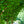 Load image into Gallery viewer, Columnar Ginkgo - Ginkgo - Shade Trees