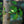 Load image into Gallery viewer, Columnar Ginkgo - Ginkgo - Shade Trees