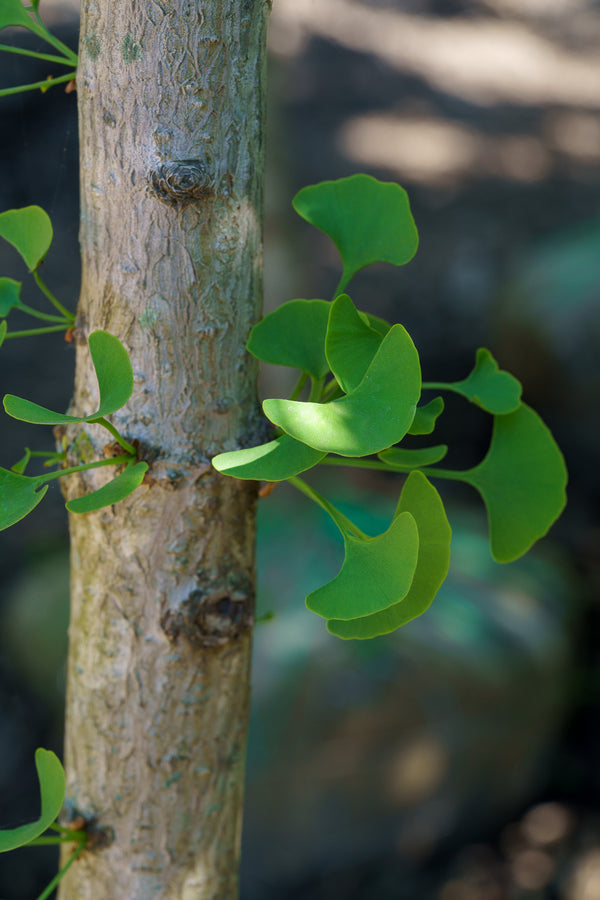 Columnar Ginkgo - Ginkgo - Shade Trees