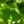 Load image into Gallery viewer, Columnar Ginkgo - Ginkgo - Shade Trees