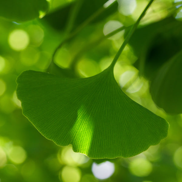 Columnar Ginkgo - Ginkgo - Shade Trees