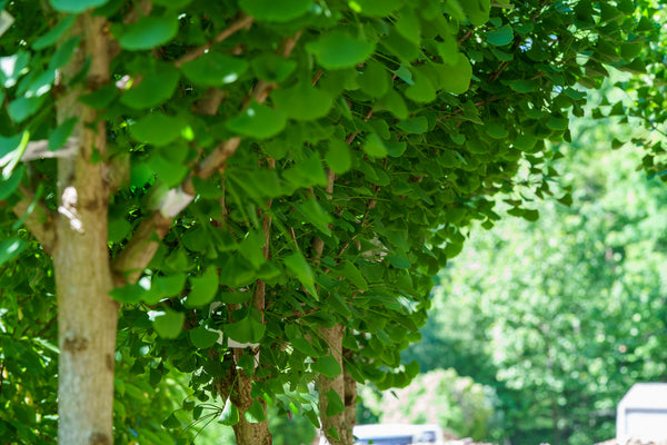 Columnar Ginkgo - Ginkgo - Shade Trees