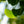 Load image into Gallery viewer, Columnar Ginkgo - Ginkgo - Shade Trees