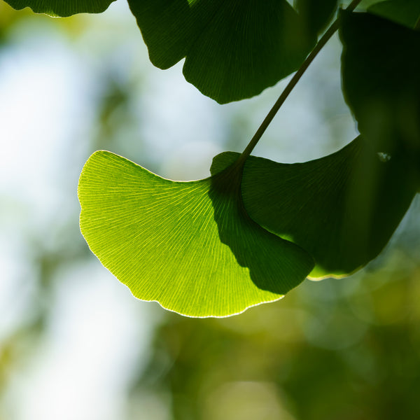 Columnar Ginkgo - Ginkgo - Shade Trees