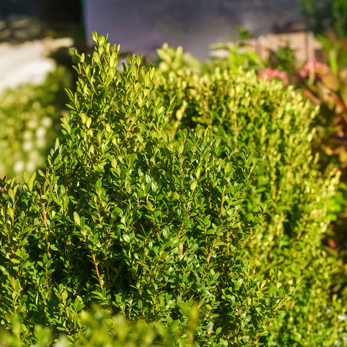 Columnar Green Mountain Boxwood – Plant Detectives