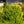 Load image into Gallery viewer, Columnar Green Mountain Boxwood