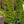 Load image into Gallery viewer, Columnar Green Mountain Boxwood