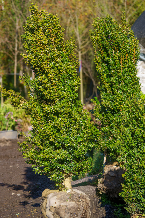 Columnar Green Mountain Boxwood