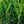 Load image into Gallery viewer, Columnar Norway Spruce II - Spruce - Conifers
