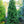 Load image into Gallery viewer, Columnar Norway Spruce II