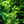 Load image into Gallery viewer, Columnar Norway Spruce II - Spruce - Conifers