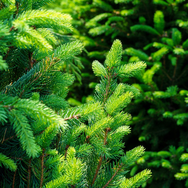 Columnar Norway Spruce II