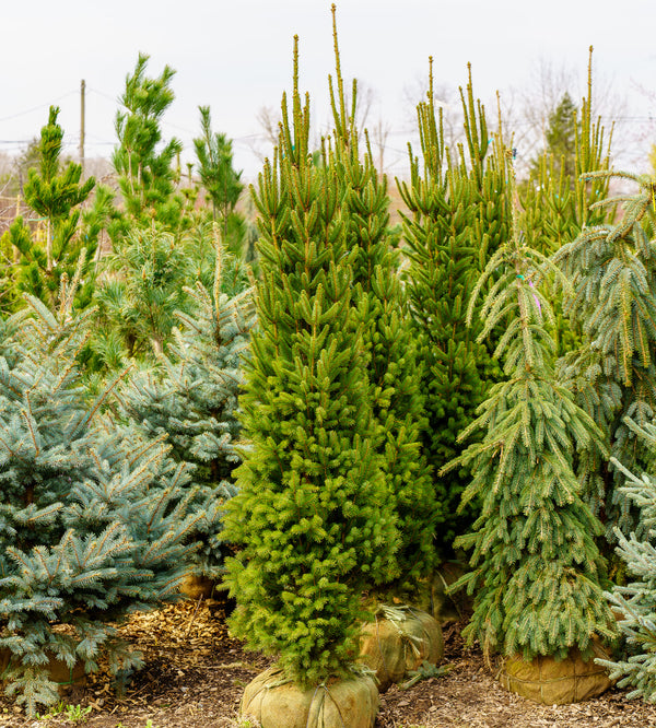 Columnar Norway Spruce
