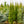 Load image into Gallery viewer, Columnar Norway Spruce II - Spruce - Conifers